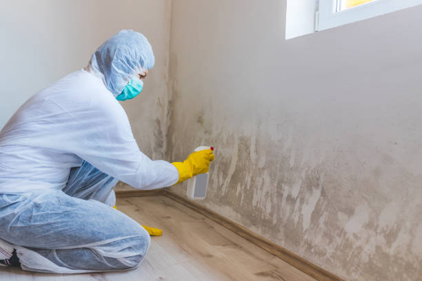 Licensed Black Mold Removal service in Fremont, NC - WQB Mold Removal