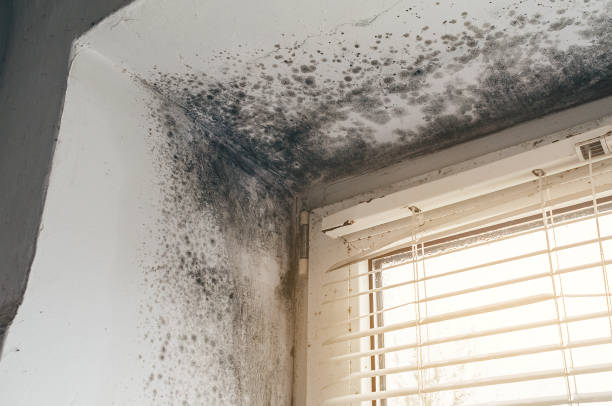 Affordable Black Mold Removal solutions in Fremont, NC