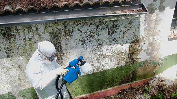 Top rated local Black Mold Removal specialists in Fremont, NC